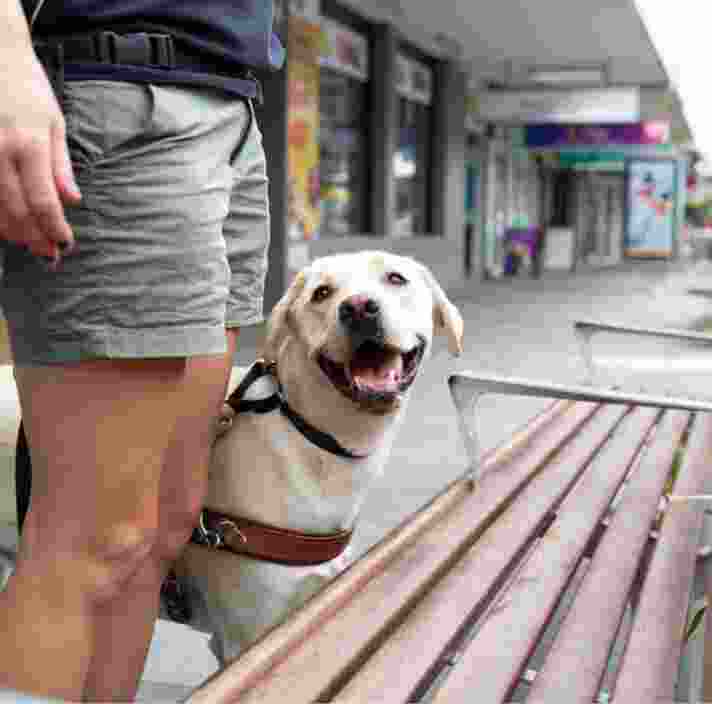 A yellow labrador Guide Dog, wearing a harness, with its handler, The dog is locating a bench and looking up at their handler.