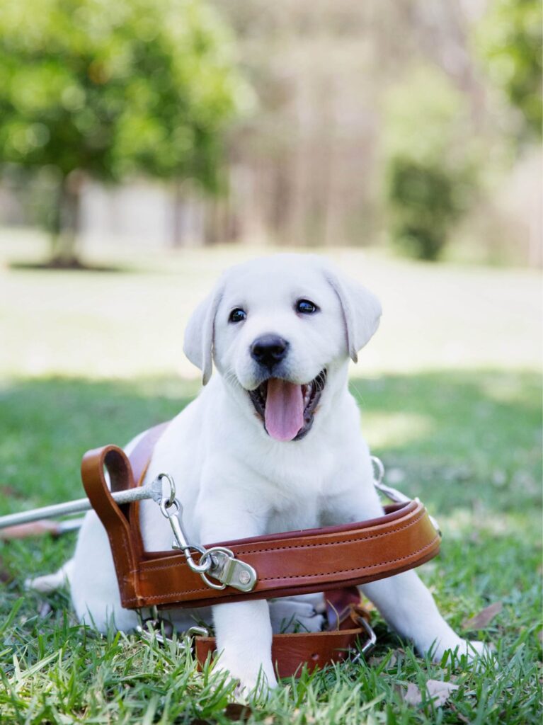 A yellow labrador puppy sitting outside with a Guide Dog harness 