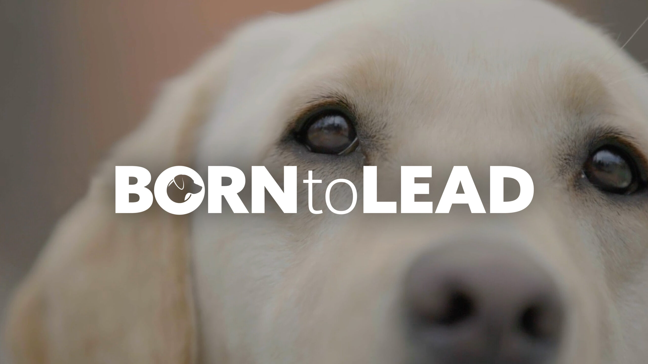 The Born to Lead logo over the face over a yellow Labrador