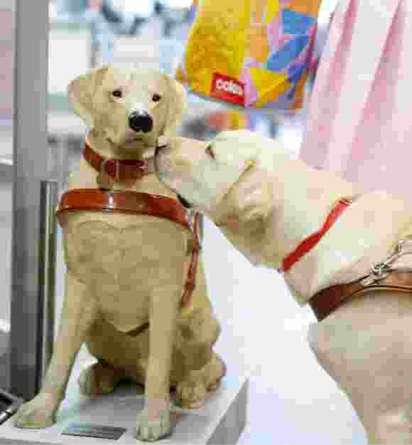 A yellow labrador Guide Dog in harness sniffing a large Guide Dogs collection dog.