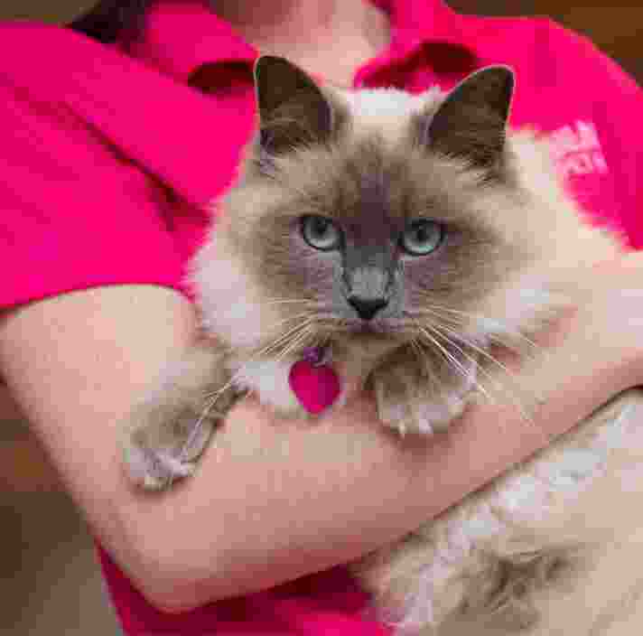 Person holding a cat. The cat is looking at the camera.